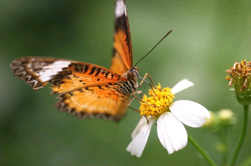 butterflygarden.jpg